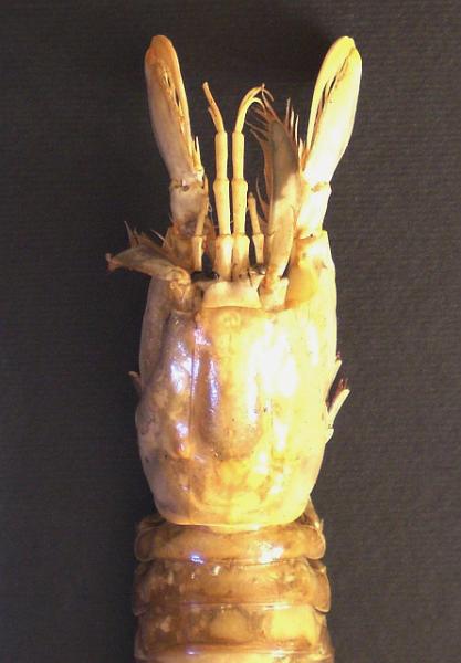 Faughnia serenei T.F.C. female cephalon and TS6-8.jpg